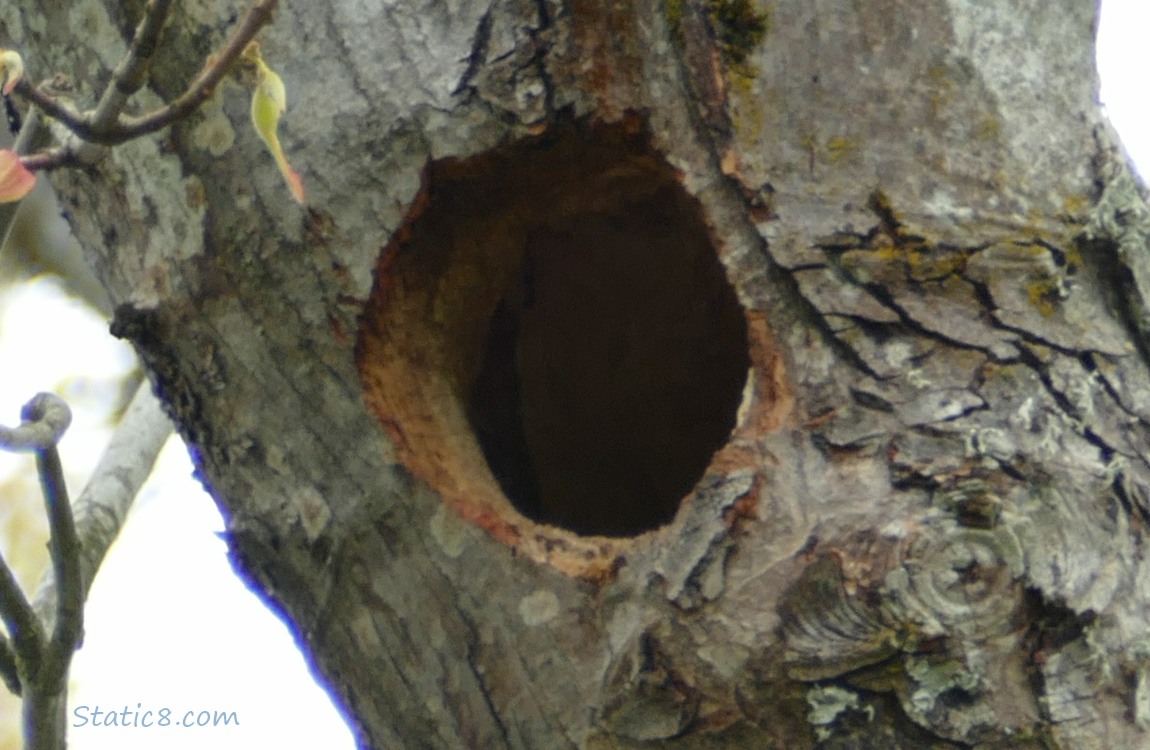 Woodpecker hole in a tree branch