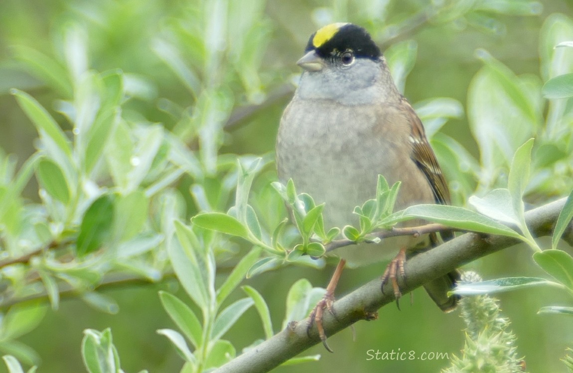 Golden Crown Sparrow standing on a twig