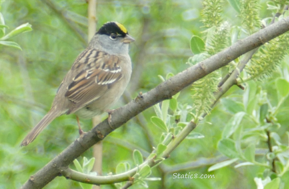 Golden Crown Sparrow standing on a stick