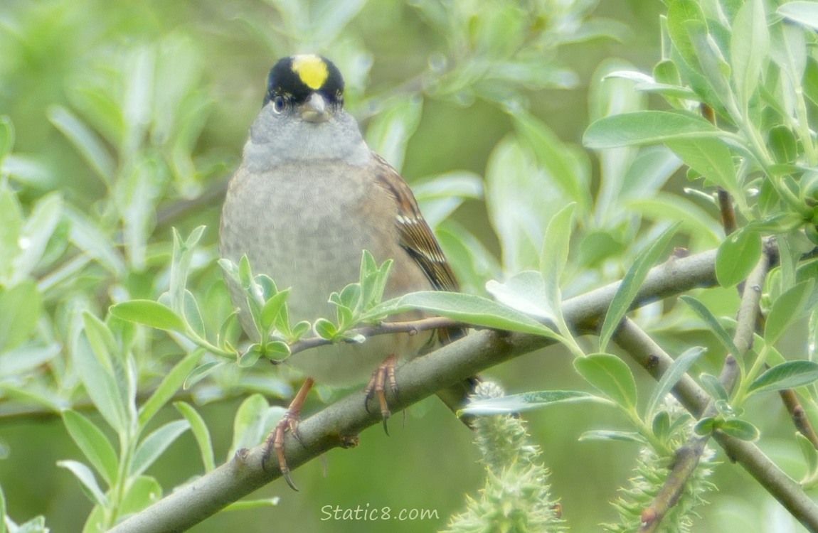 Golden Crown Sparrow standing on a stick