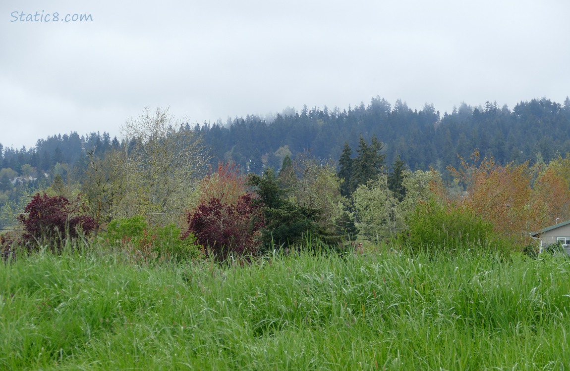 Trees budding out, a hill in the distance