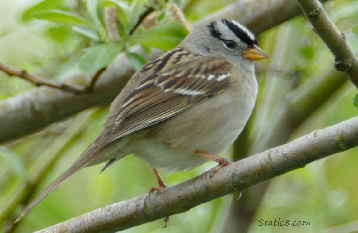 White Crown Sparrow standing on a twig