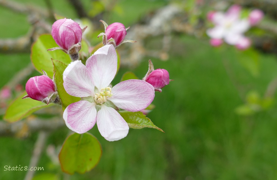 Apple Blossoms