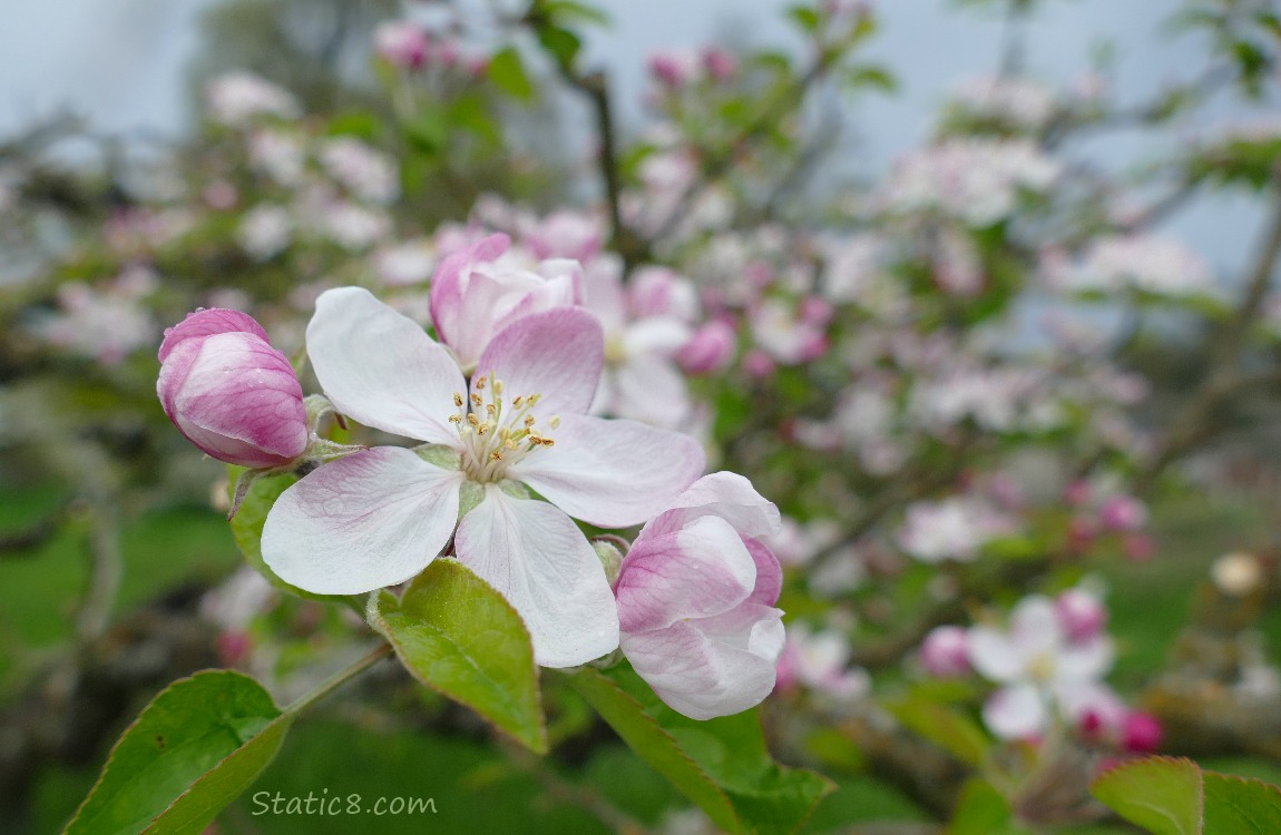 Apple Blossoms