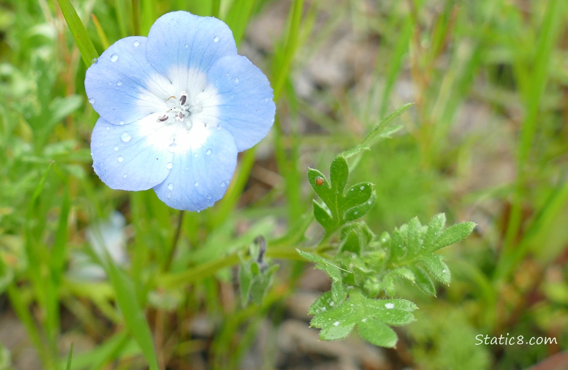 Baby Blue Eye bloom