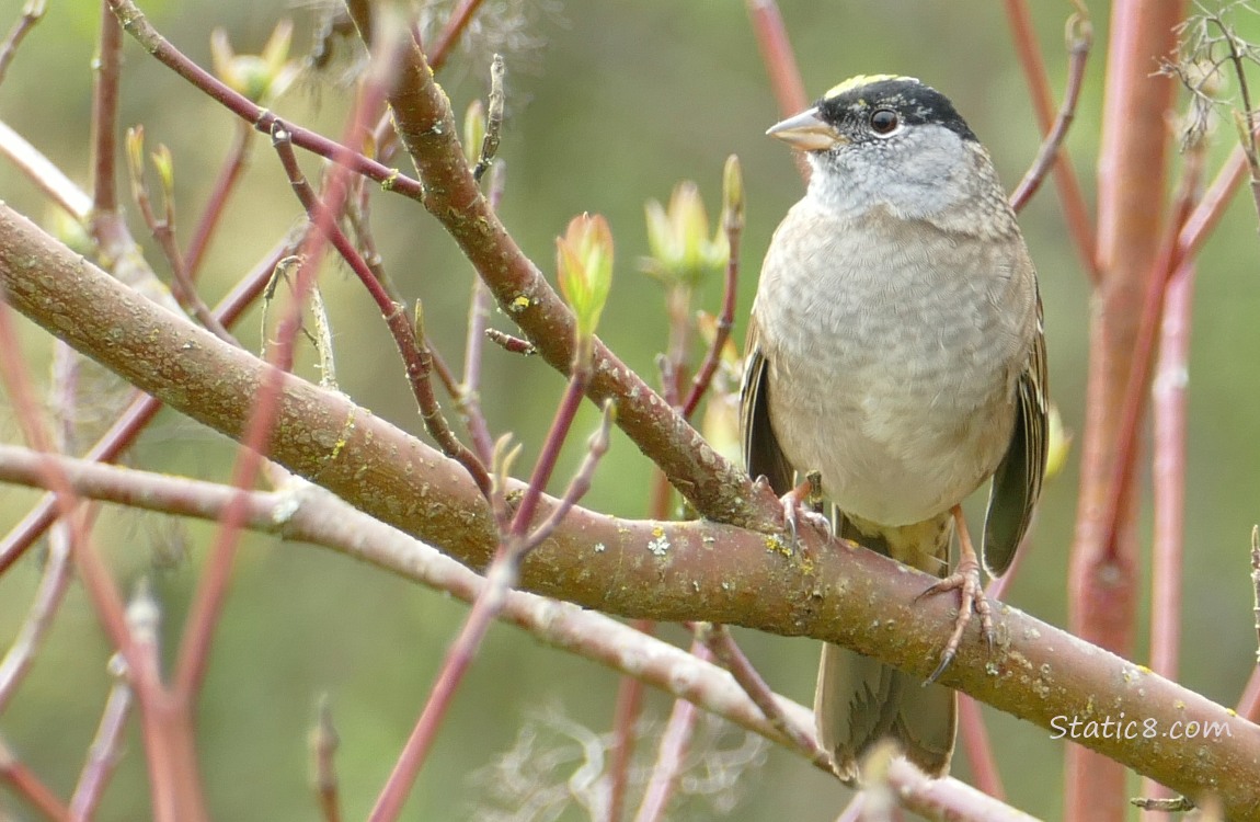 Golden Crown Sparrow standing on a twig in a shrub