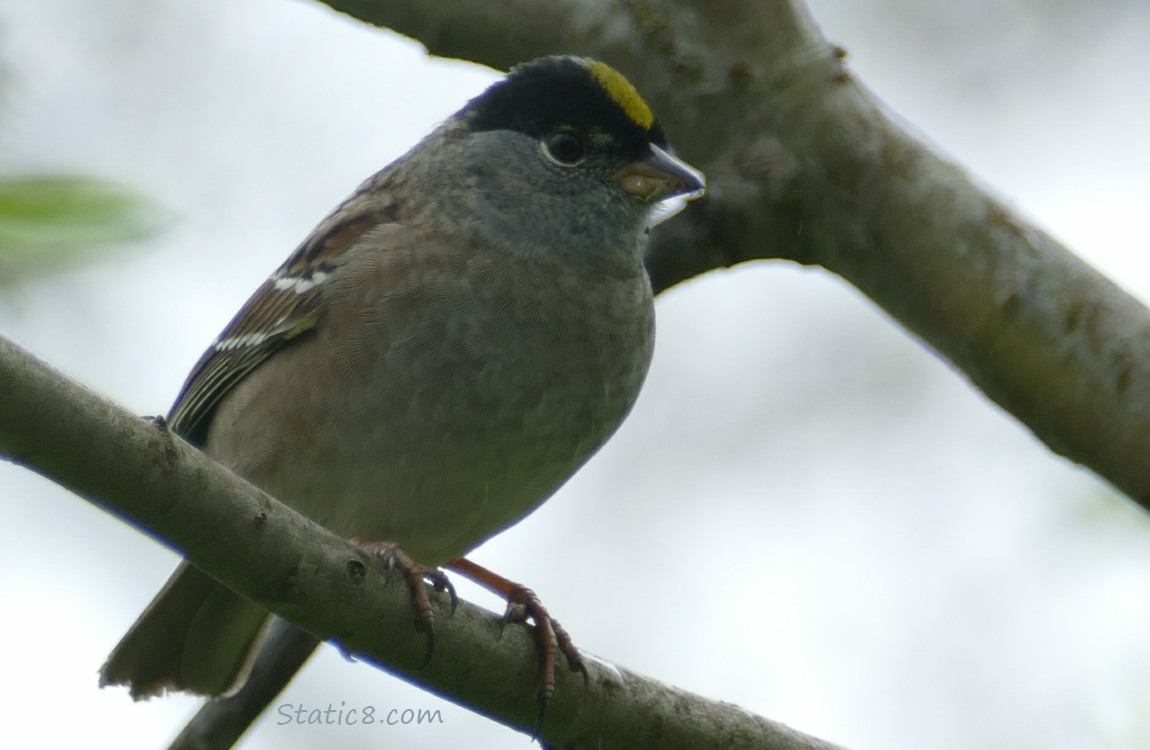 Golden Crown Sparrow standing on a stick