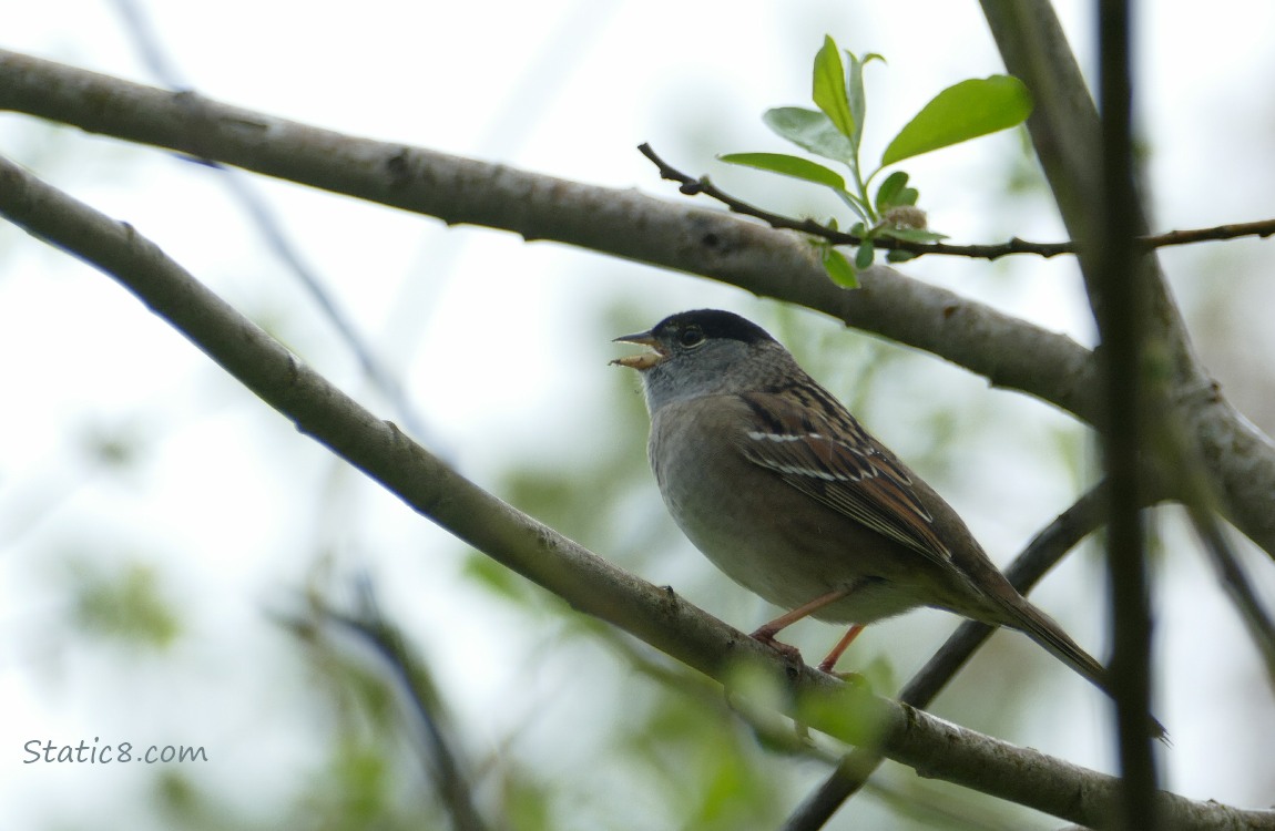 Golden Crown Sparrow singing from a branch