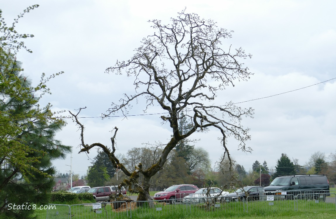 Fallen Leaning Tree, with cars in the parkinglot behind it