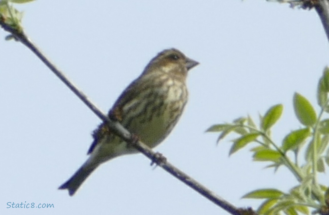 Purple Finch female, standing up on a twig