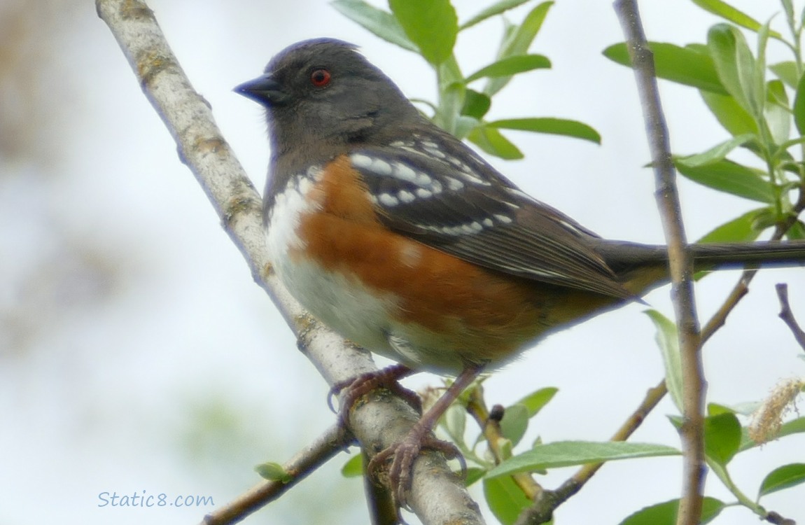 Spotted Towhee standing on a twig