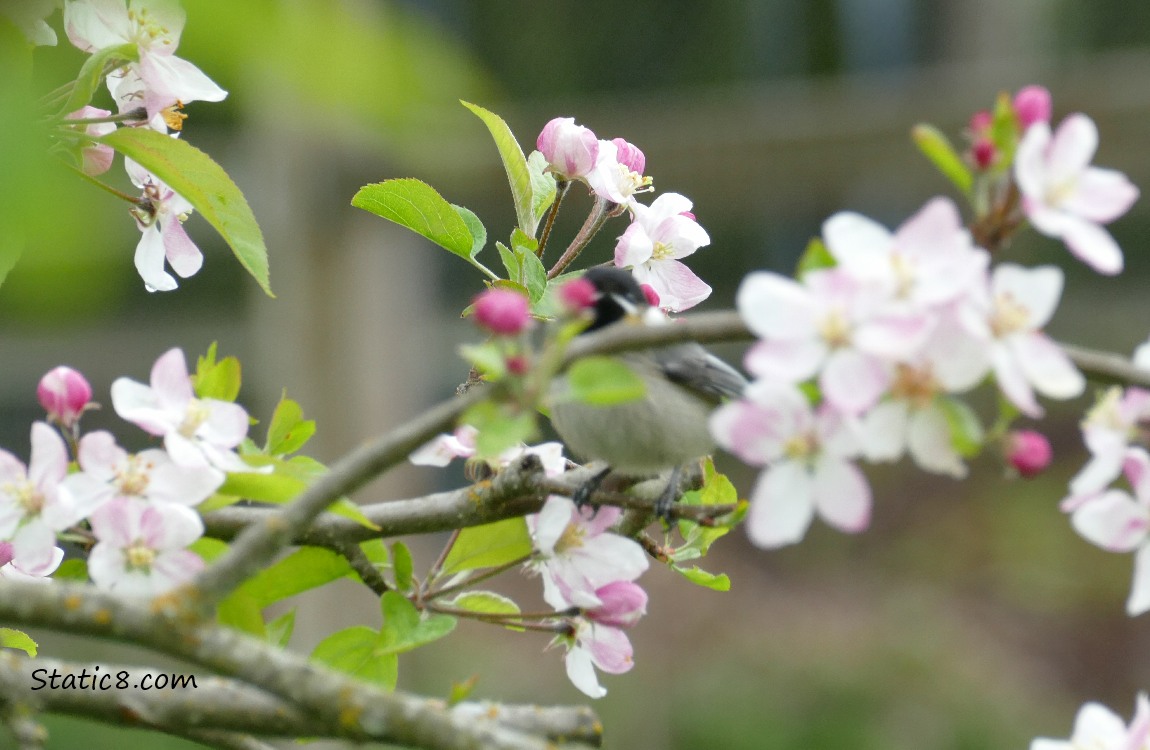 Blurry Chickadee behind sticks and leaves in a blooming apple tree