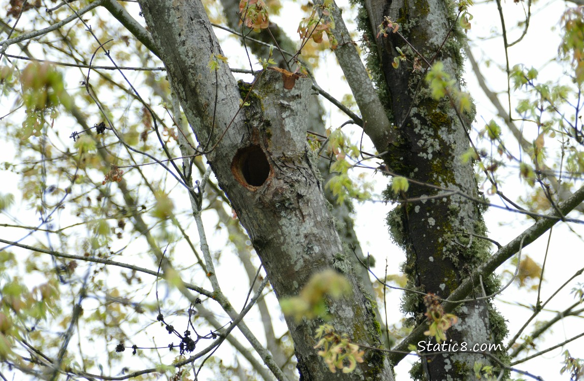 Woodpecker hole in a tree branch