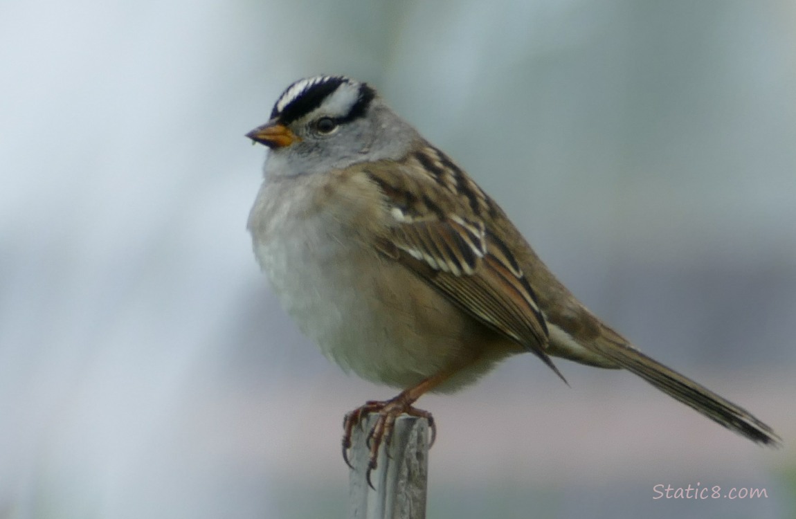 White Crown Sparrow standing on a metal post