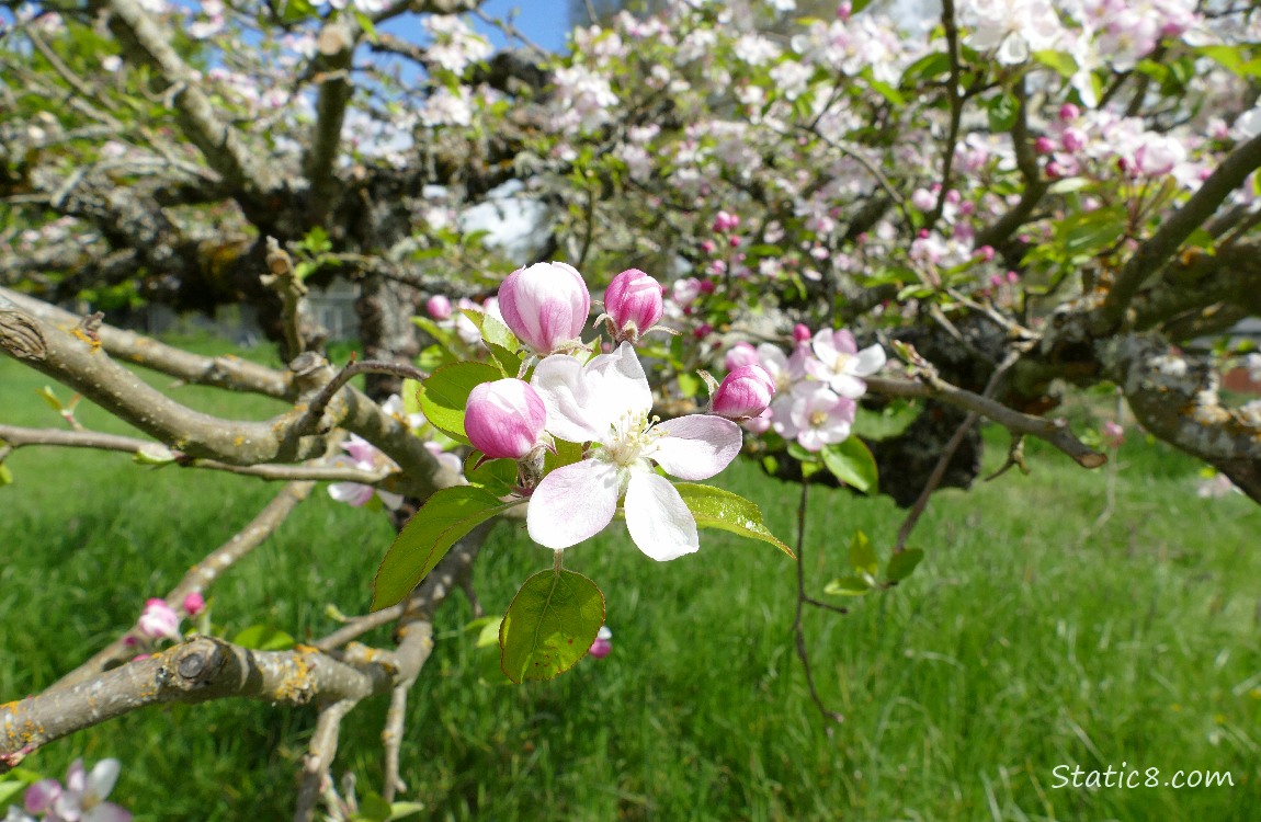 Apple Blossoms