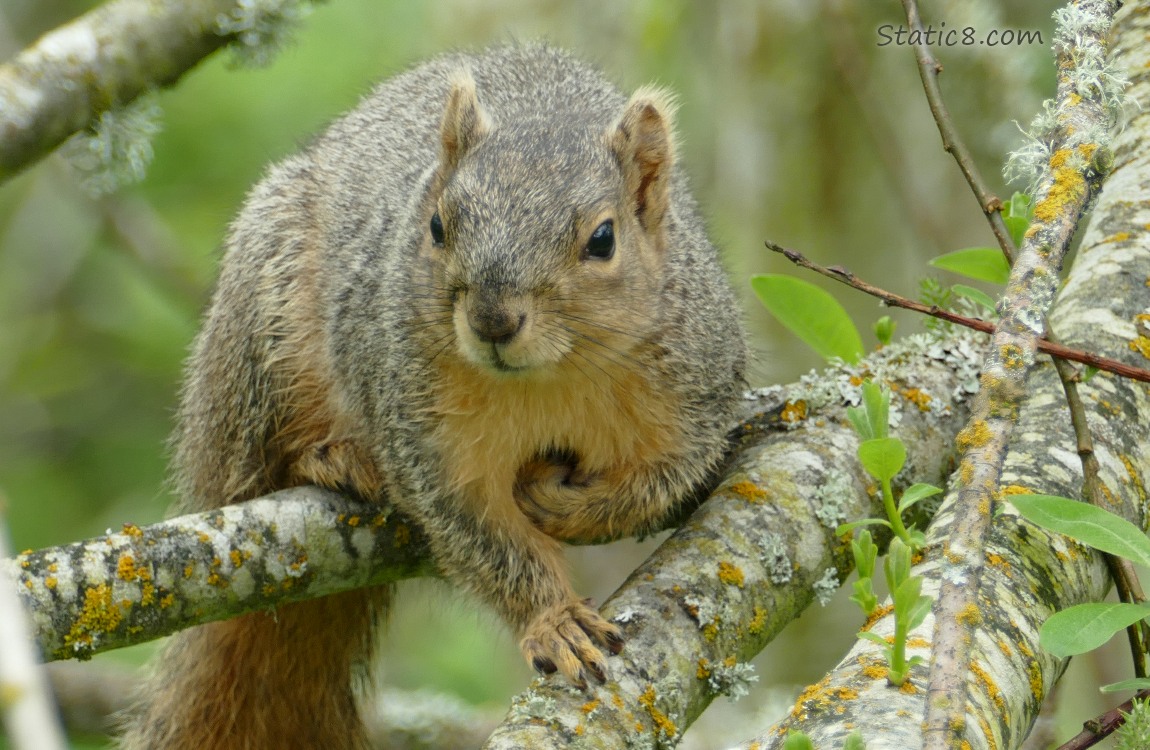 Eastern Fox Squirrel sitting on a branch