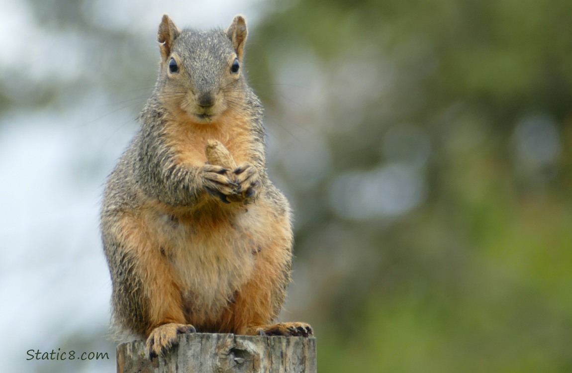 Eastern Fox Squirrel standing on a wood post