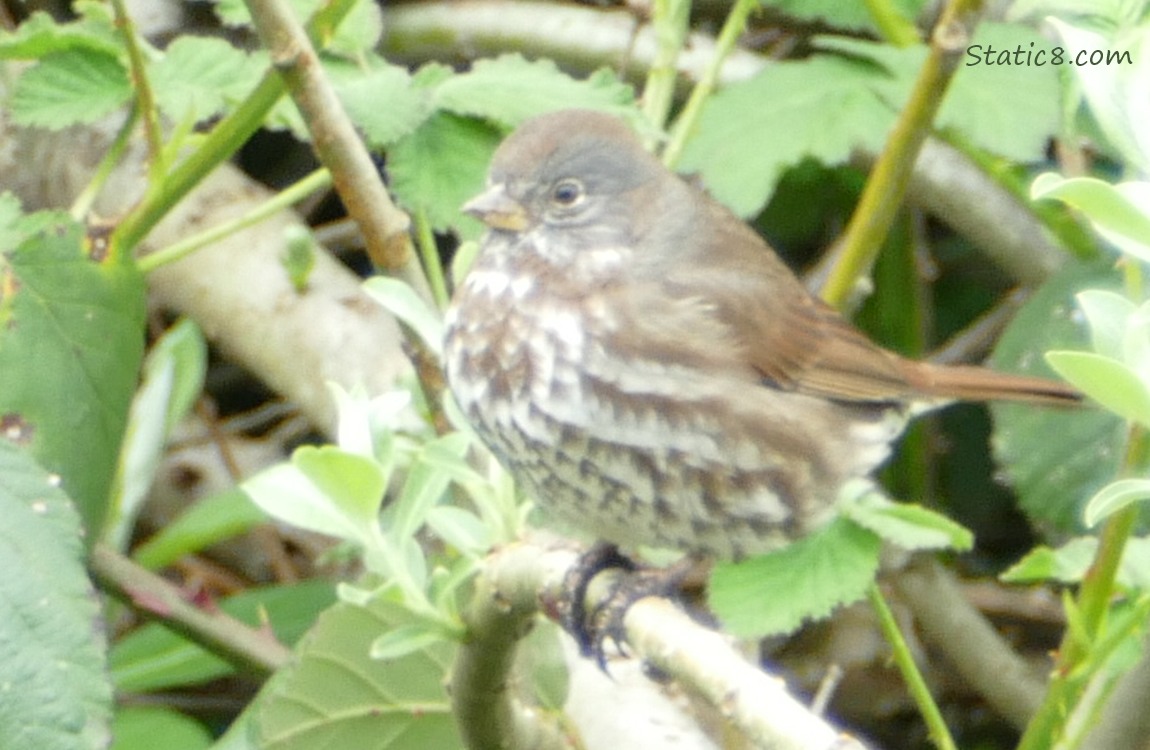 Fox Sparrow standing on a stick with leaves all around