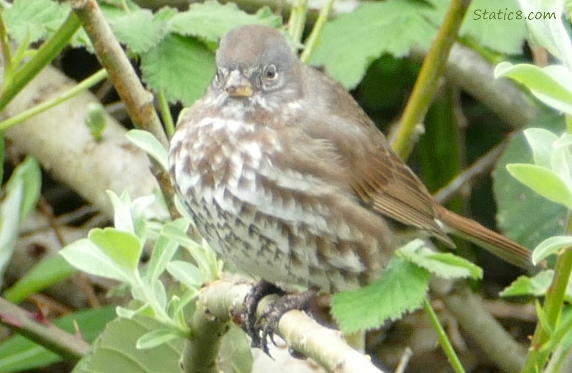 Fox Sparrow standing on a stick