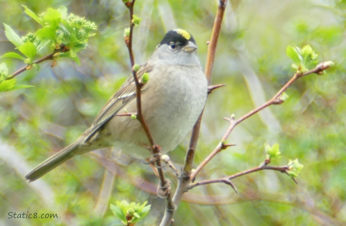 Golden Crown Sparrow standing on a twig