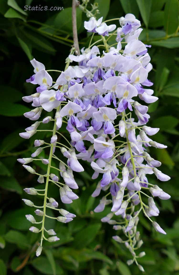 Wisteria bloom