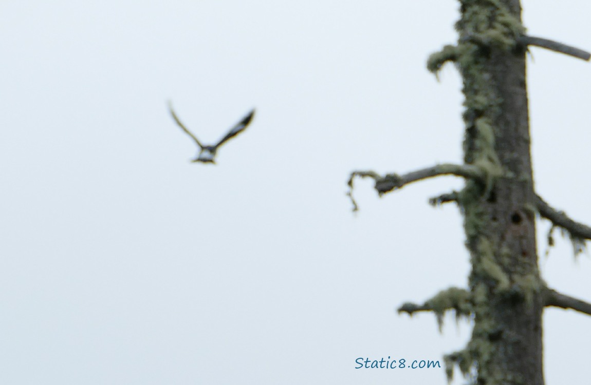 Bird flying away