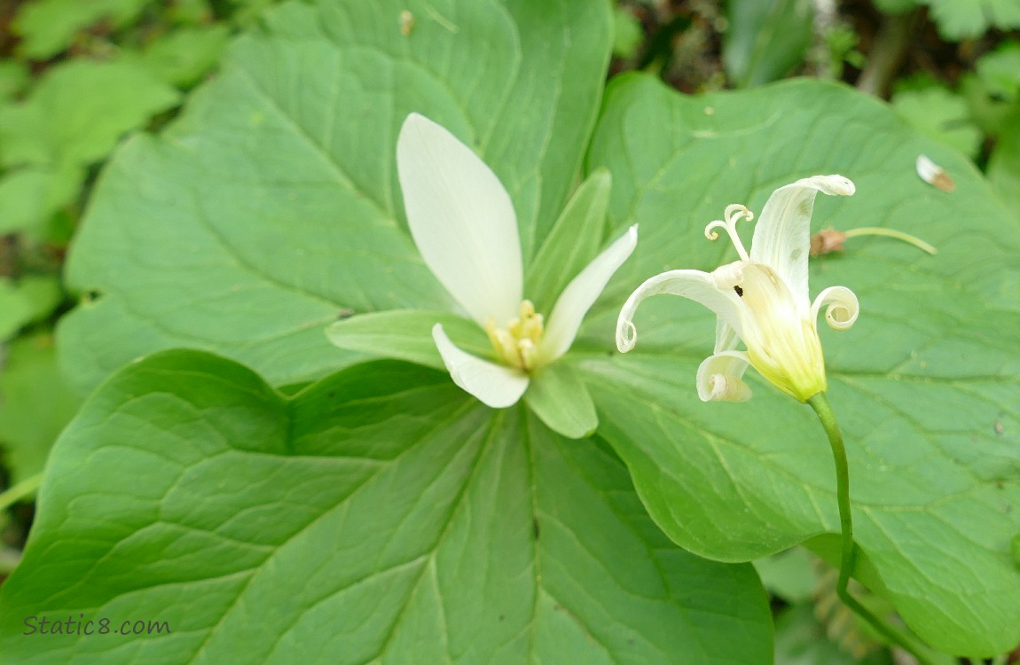 Fawn Lily bloom with a blooming Trillium