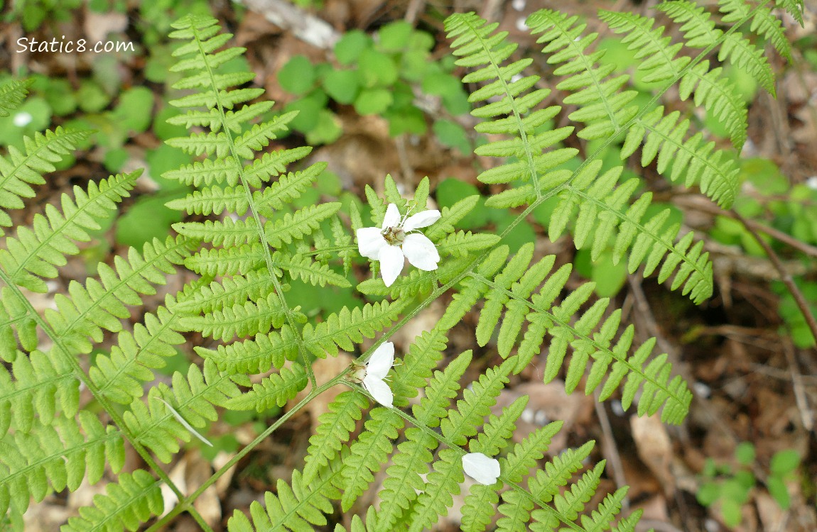 Fallen Cherry Blossom on a fern