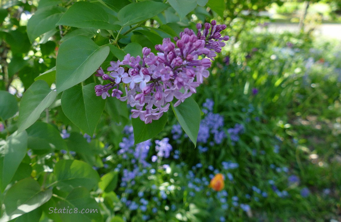 Lilacs