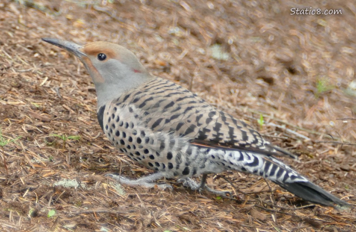 female Northern Flicker standing on the ground