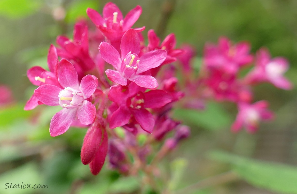 Red Flowering Currant blooms