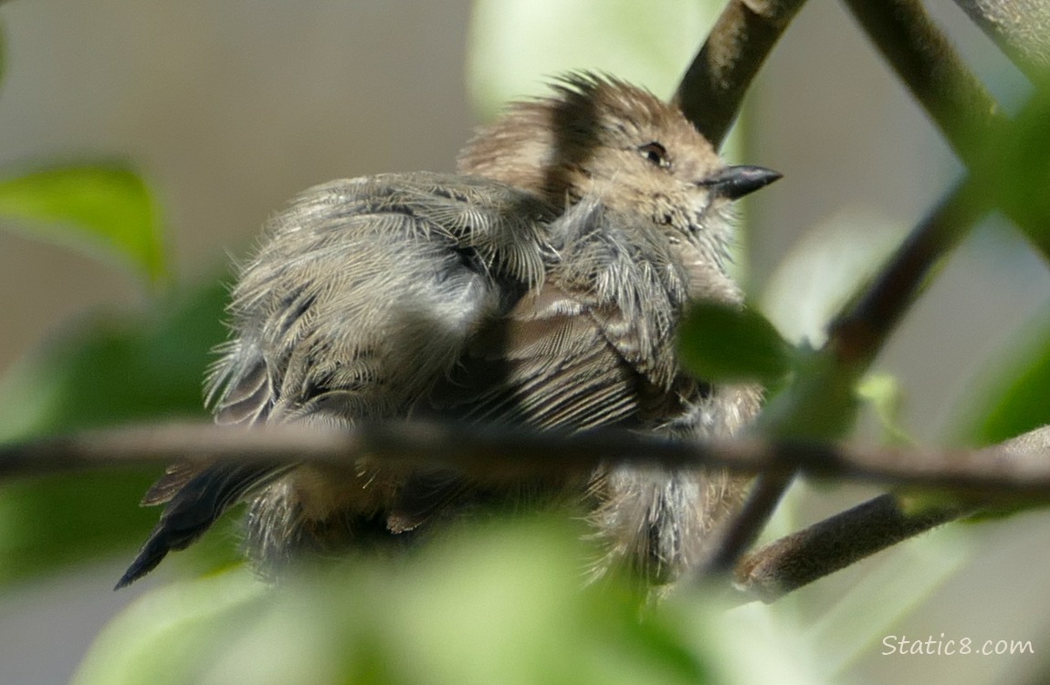 Bushtit standng in a tree with feathers akimbo