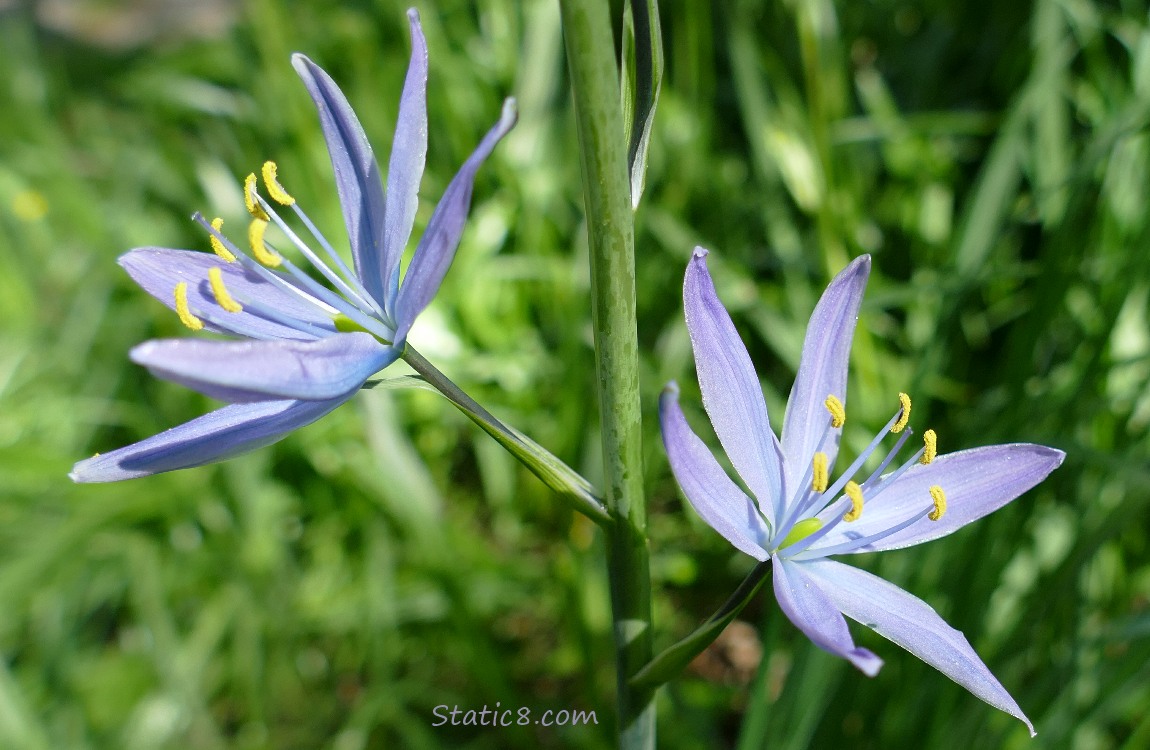 Camas Lily blooms