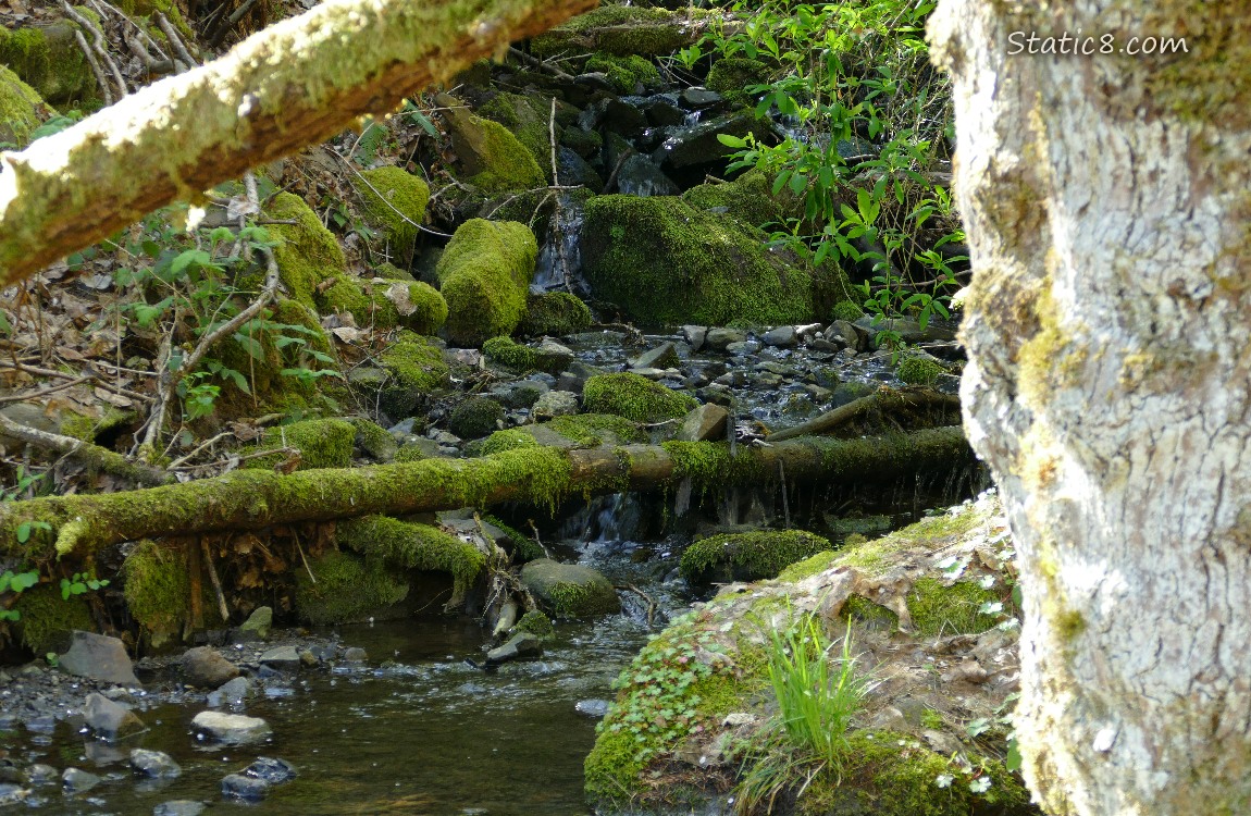 Waterfall with mossy rocks and fallen tree limbs