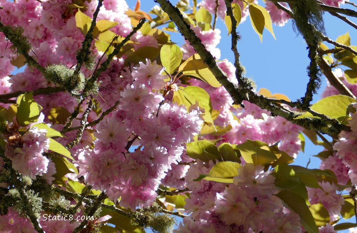 Ornamental Cherry Blossoms