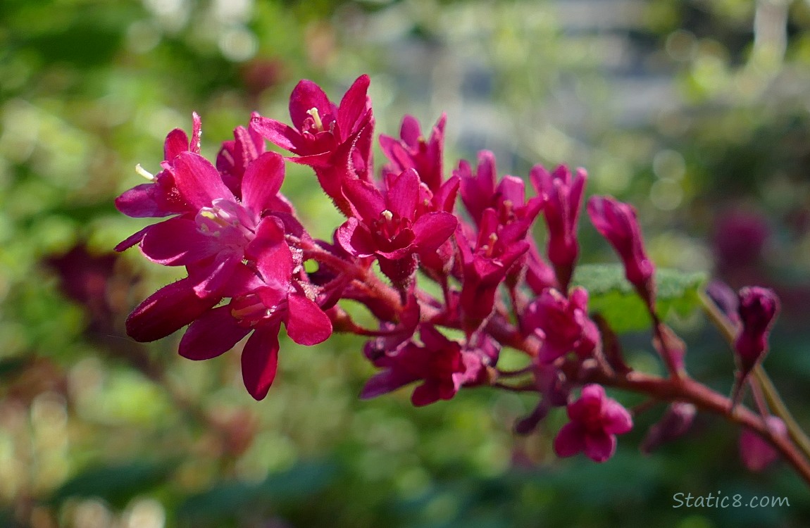 Red flowering currant blooms