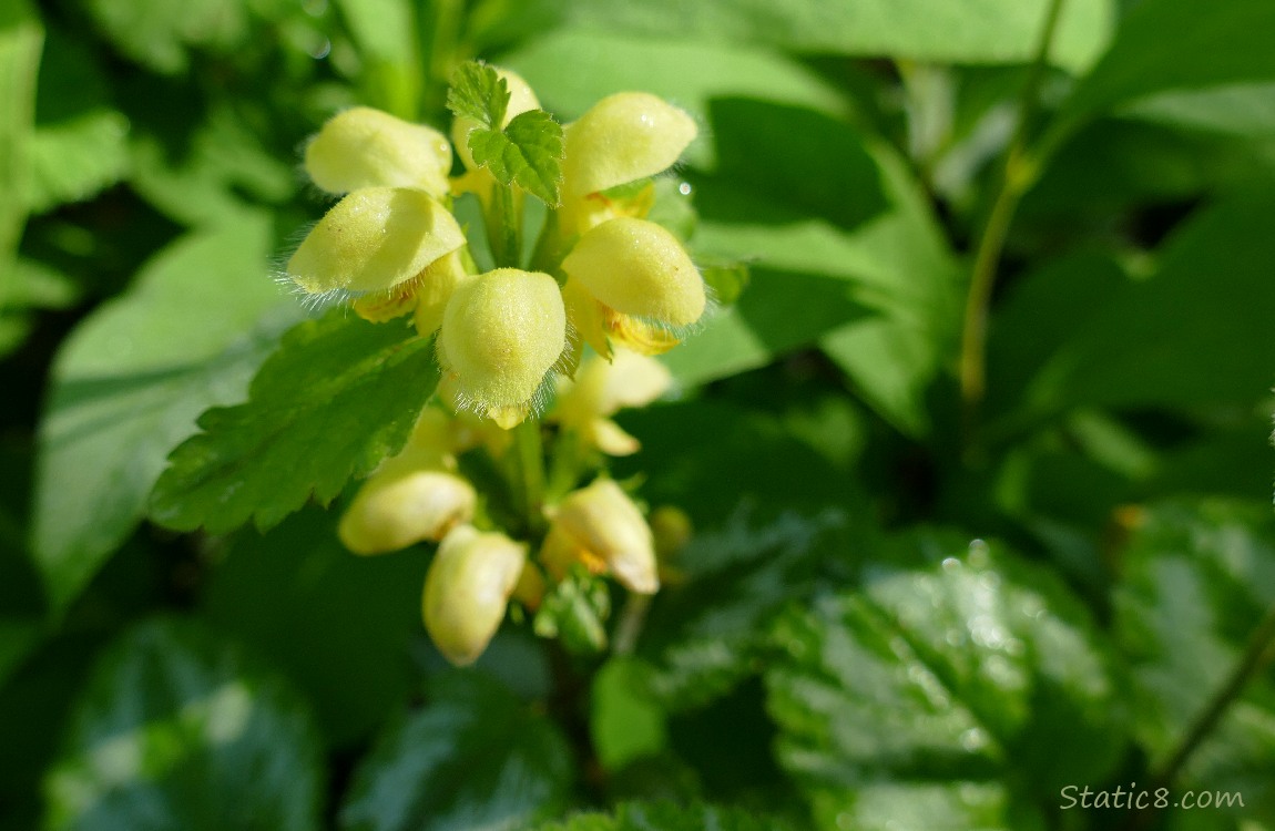 Rings of yellow flowers in front of green foliage