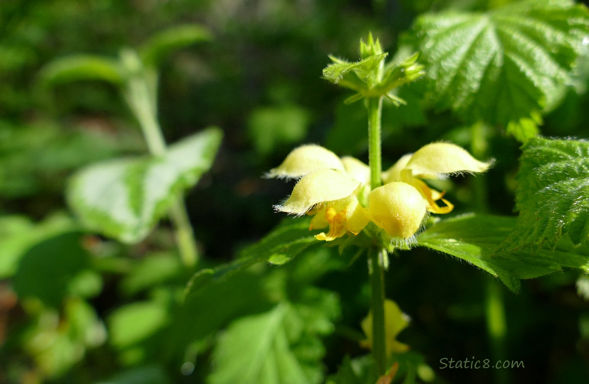 Ring of yellow flowers in front of green foliage