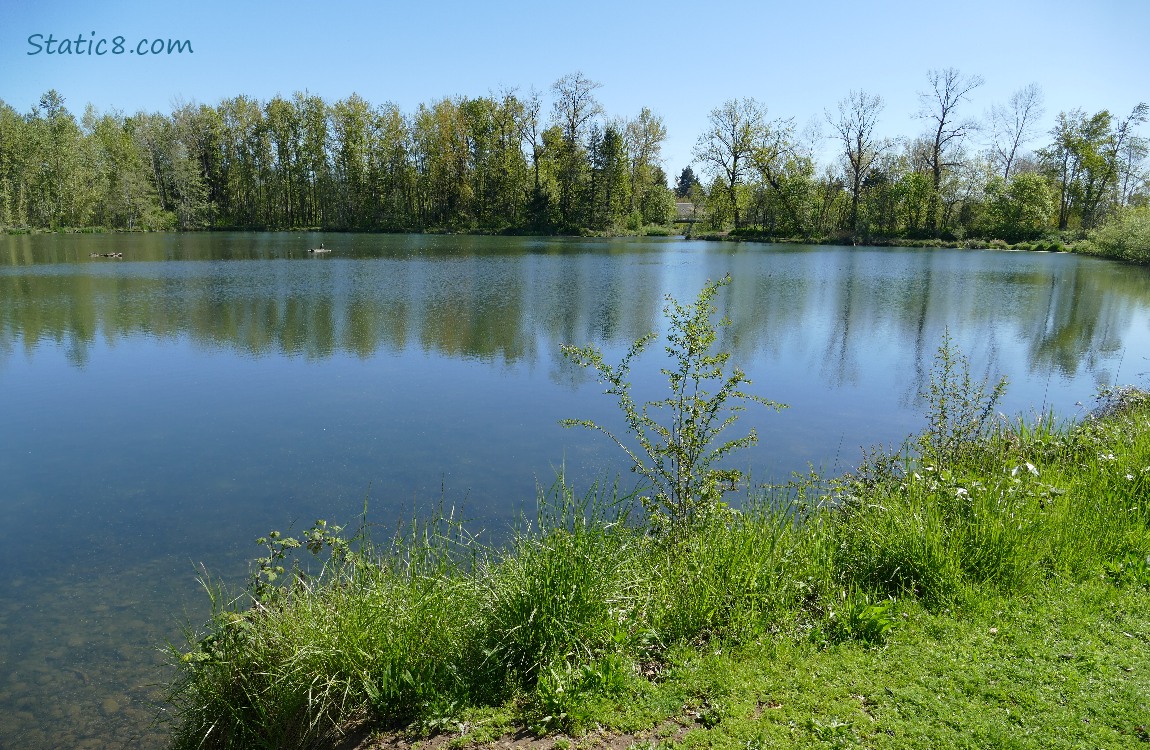 Looking over a pond, trees in the distance