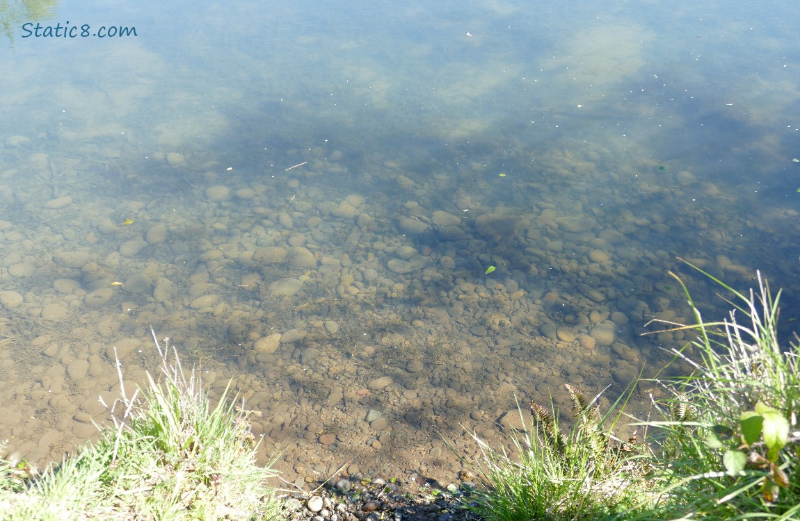 Looking down at the edge of the pond, at the rocks under the water