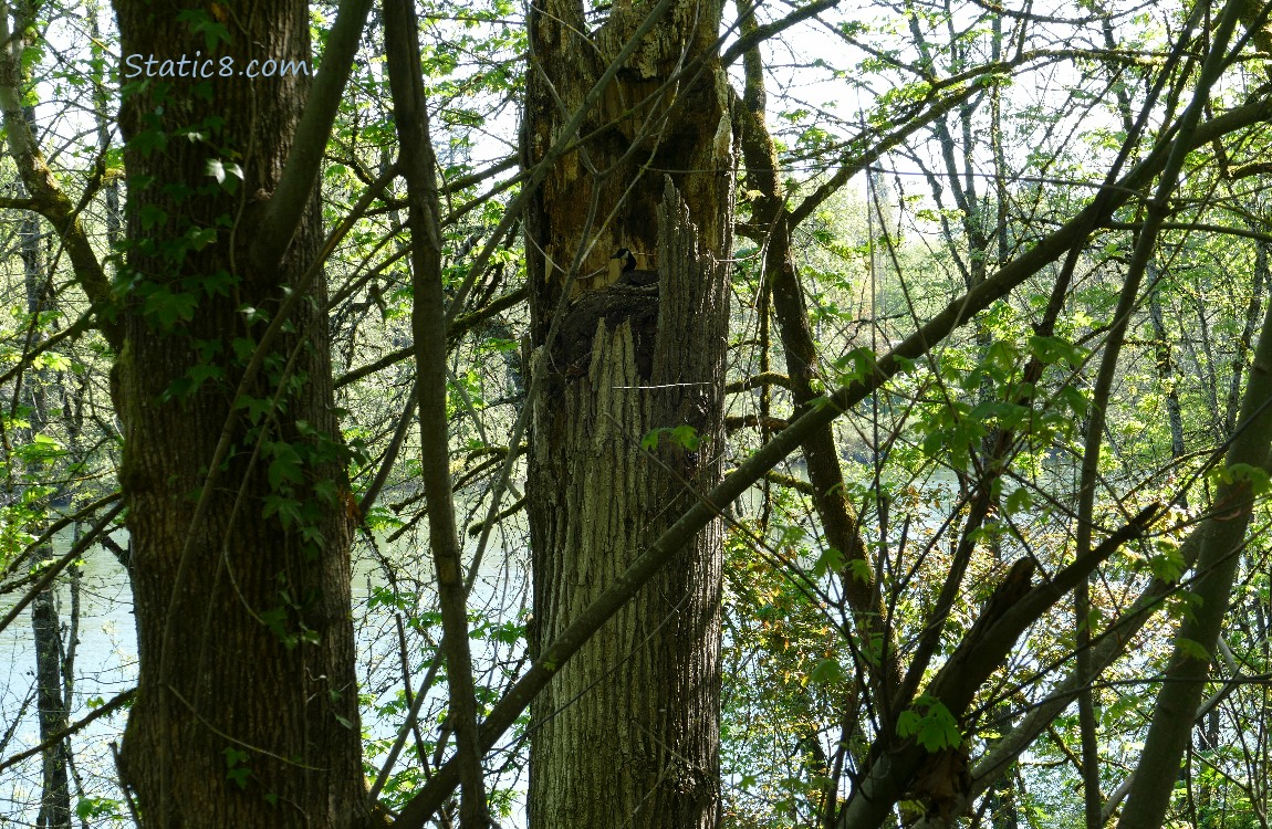 Trees in front of the river