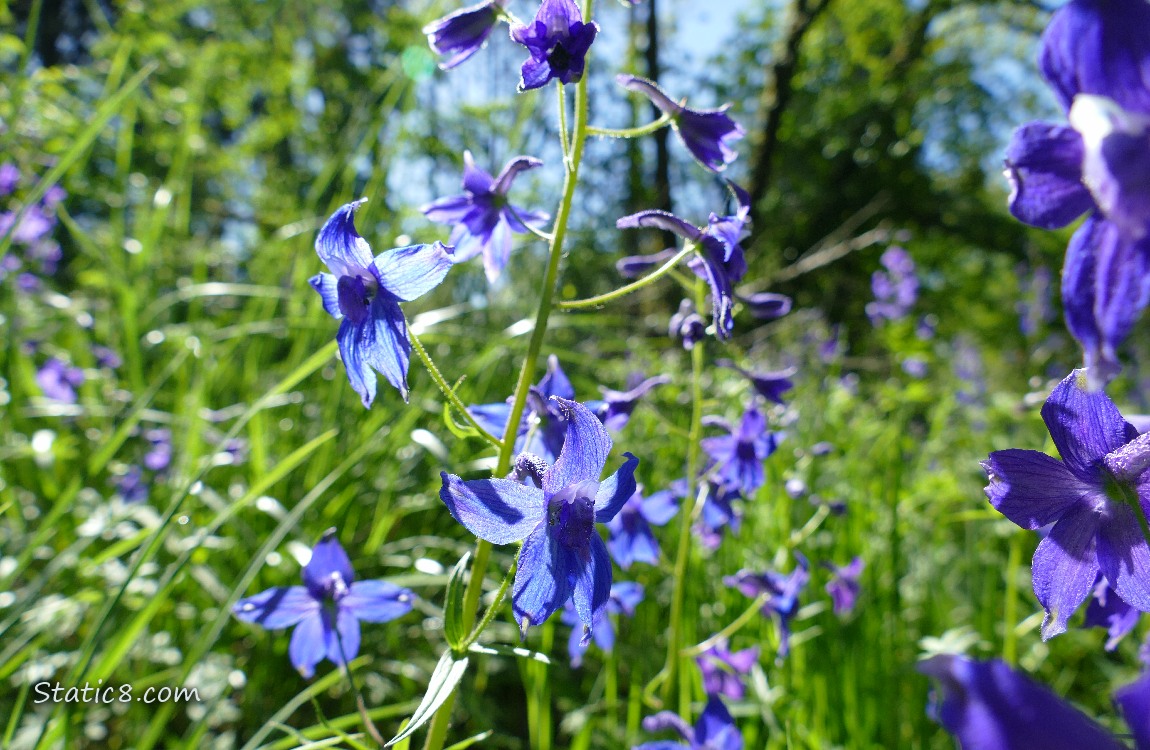 Larkspur blooms