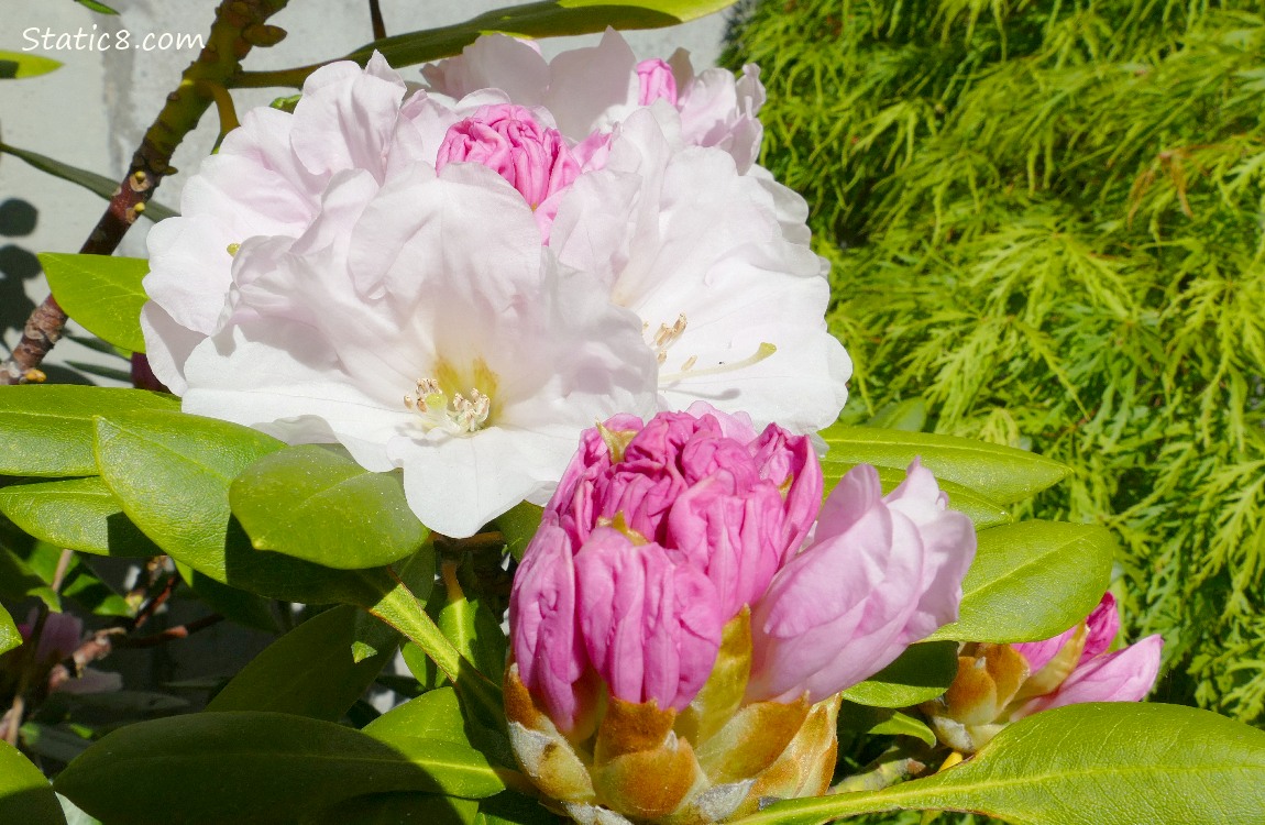 pale pink rhododendron blooms