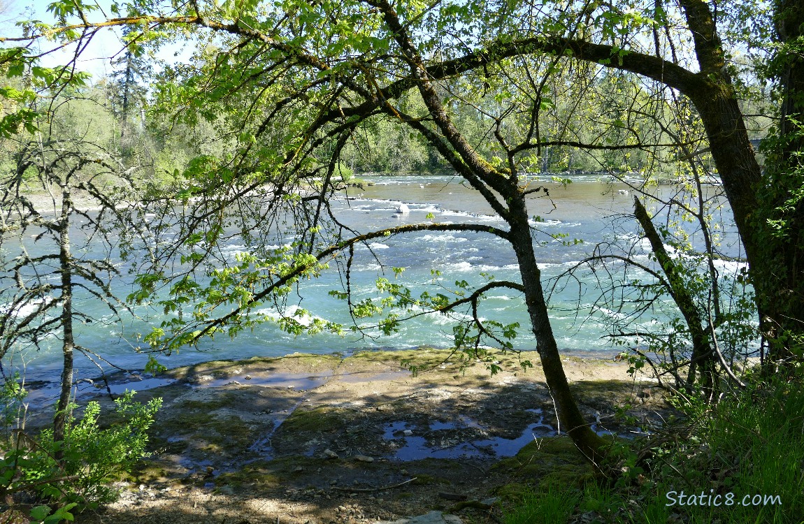 Looking past some trees at the bank to the river