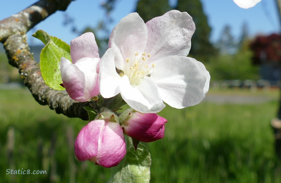 Apple Blossoms