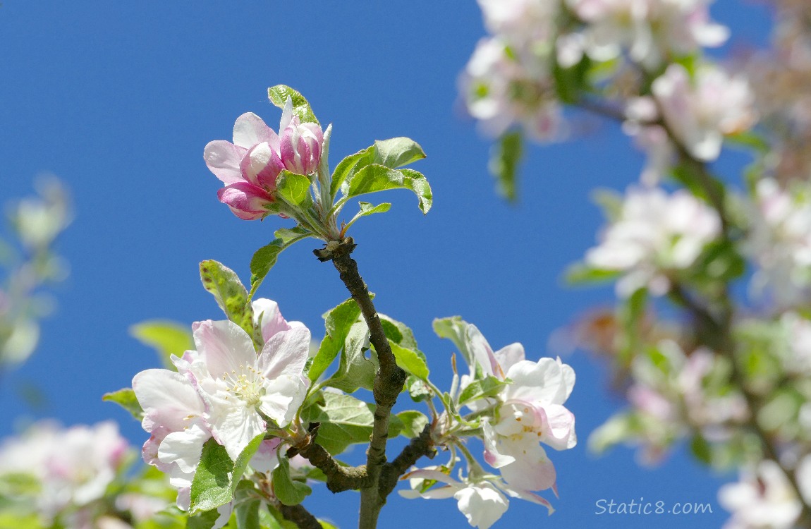 Apple blossoms against a blue sky