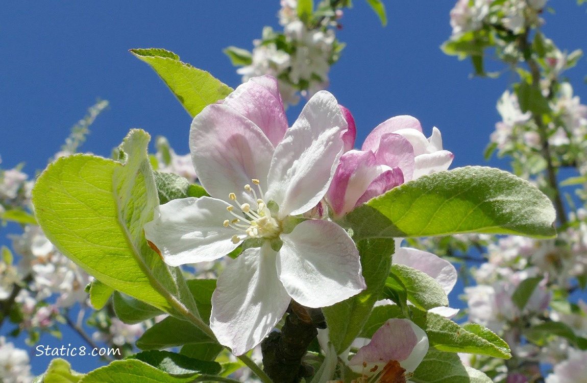 Apple blossoms against a blue sky