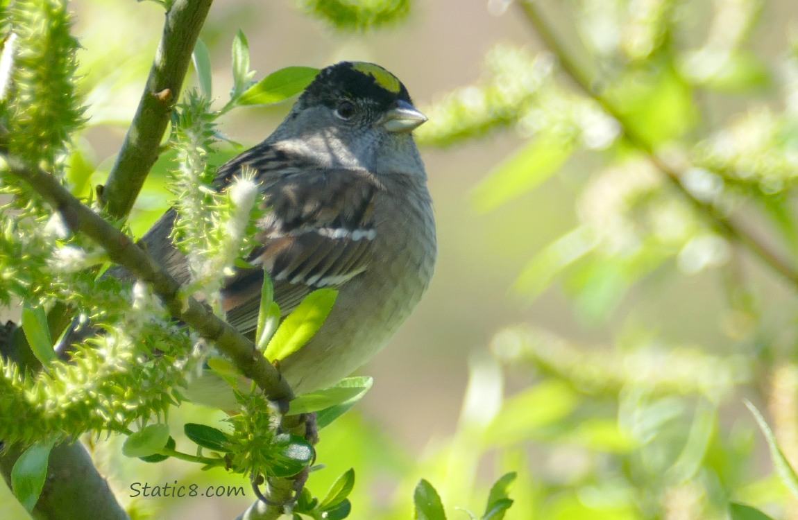 Golden Crown Sparrow standing on a leafy twig