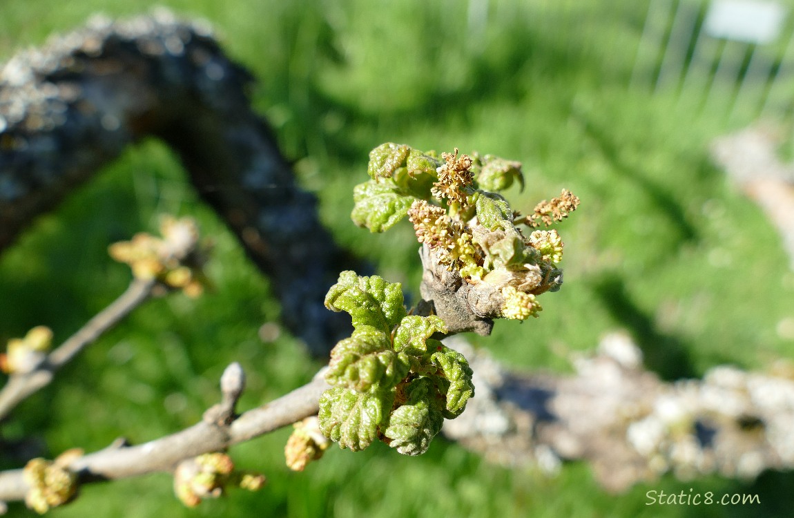 Oak tree leaf buds