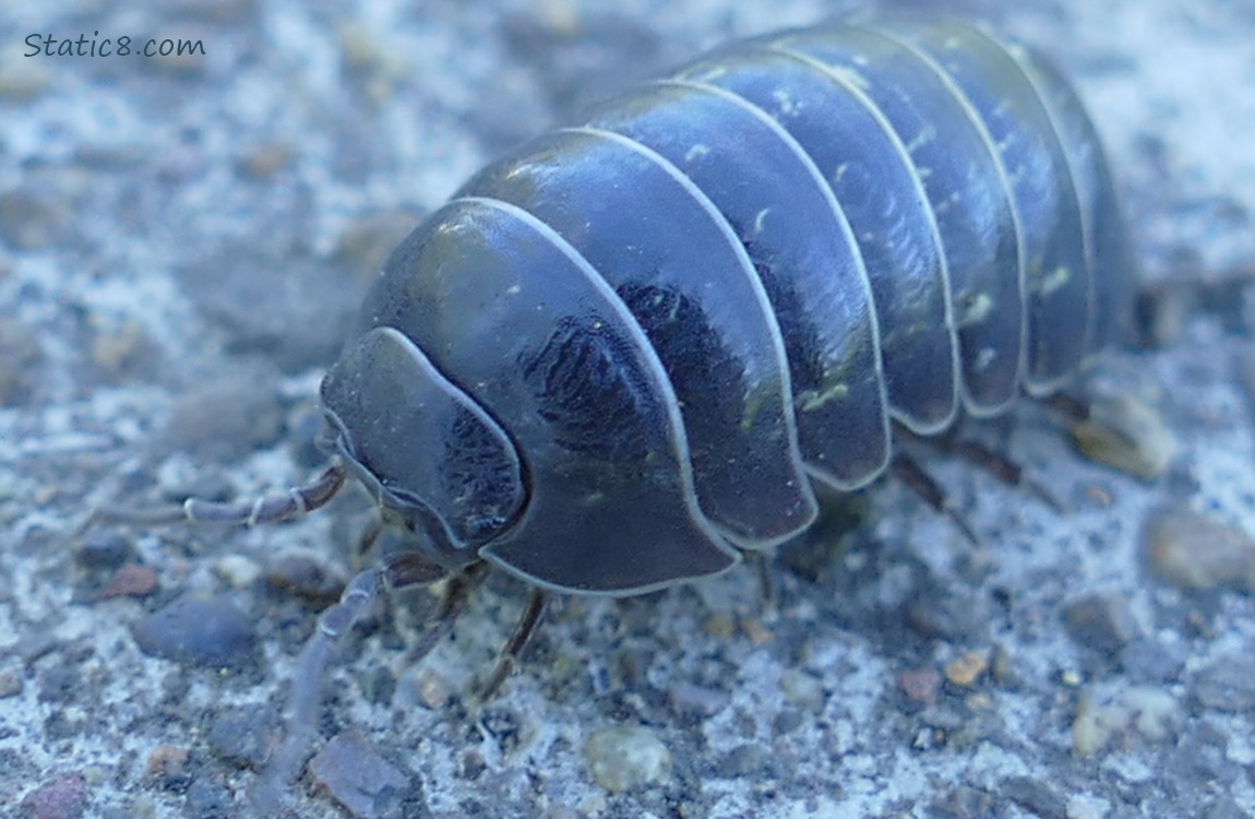 Rolly Poly walking on the sidewalk